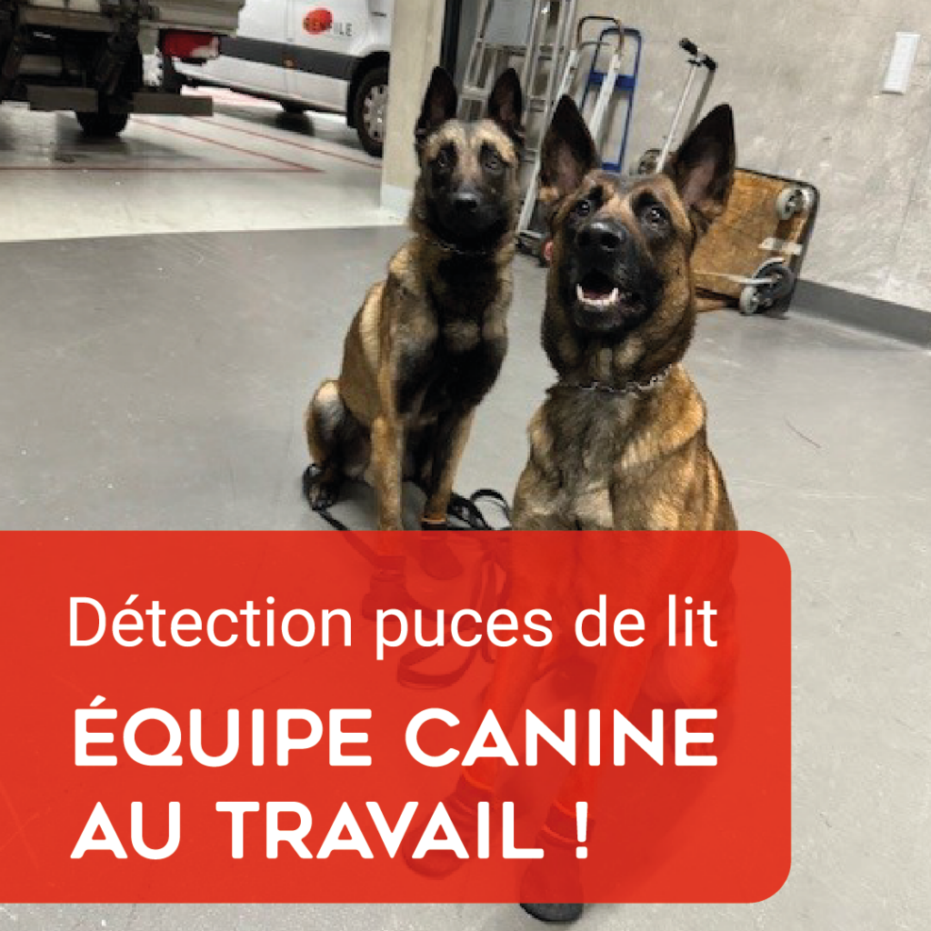 Equipe canine au travail à la brocante de Plan-les-Ouates